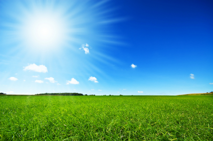 fresh green grass with bright blue sky