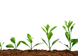 Hillross enjoys a solid year of growth.