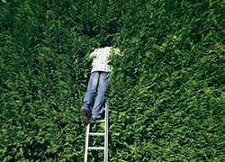 Looking beyond the Hedge.