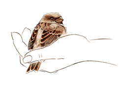 A bird in the hand…