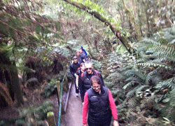 Walking through the rainforest