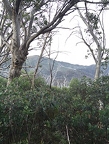 Mt Bogon track.