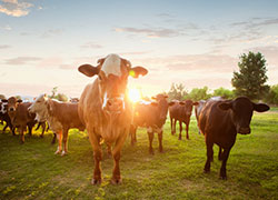 The acquire of Kidman was the first time that crowd funding had been used to acquire agricultural land. 